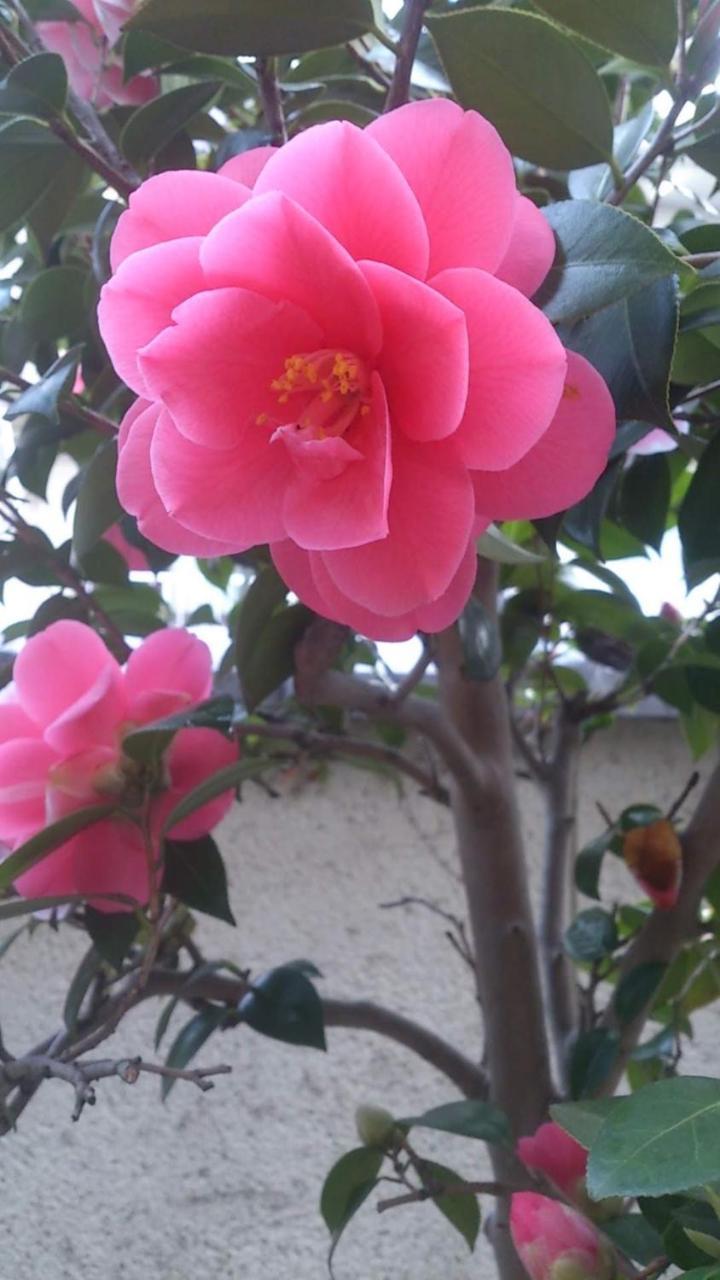 Thank You So Muchya Eikando Quioto Exterior foto